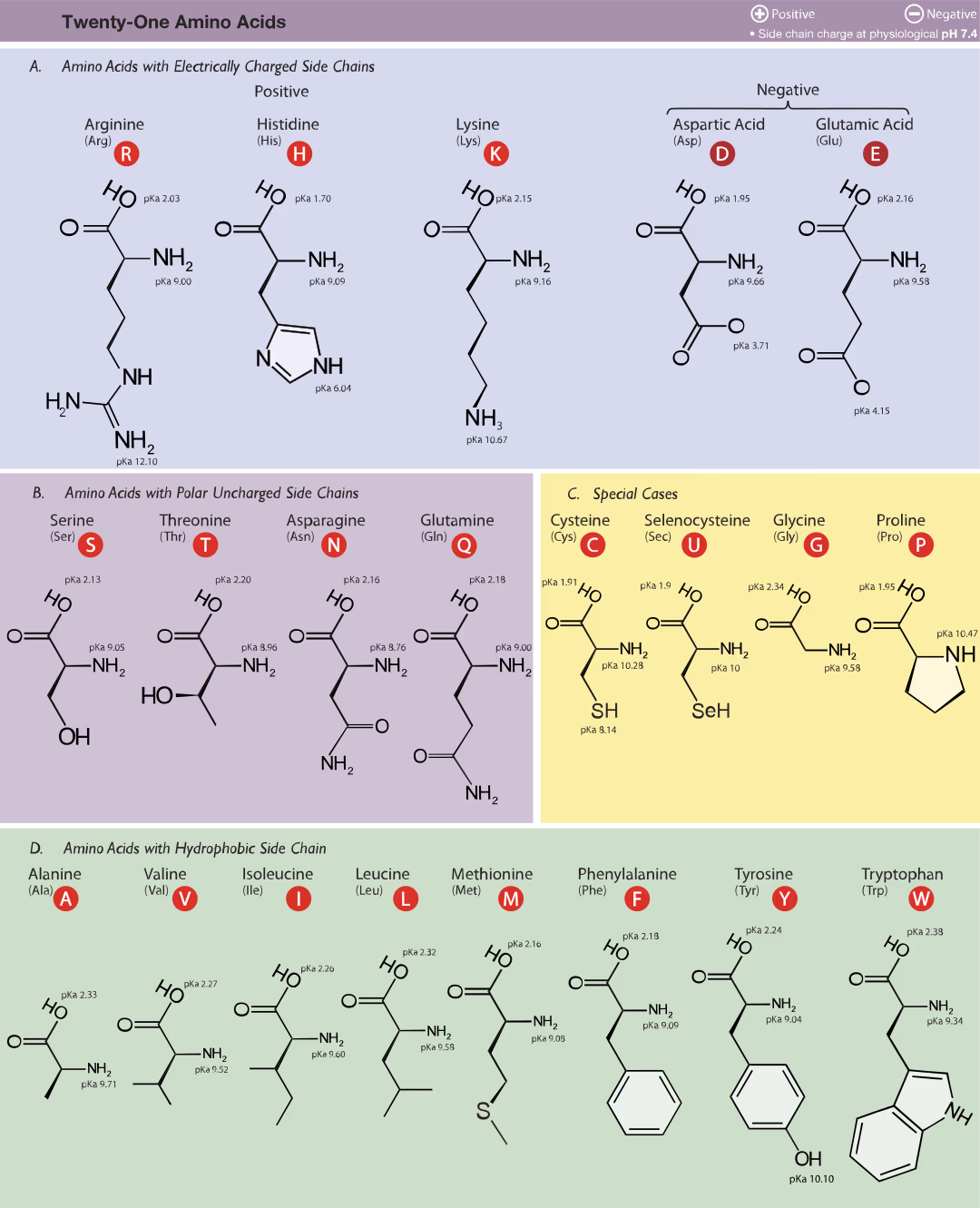 Amino_Acids