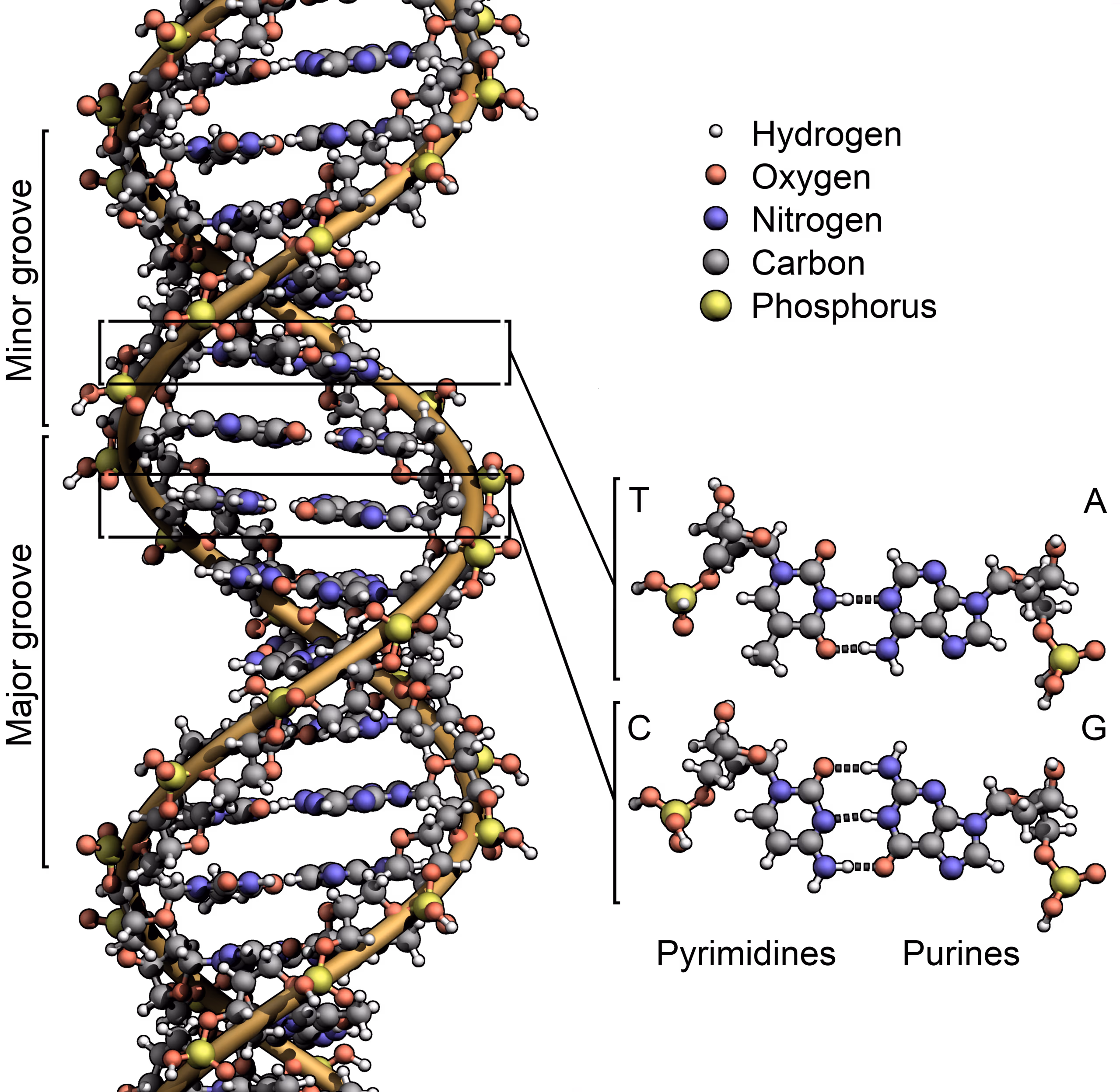 DNA_Structure