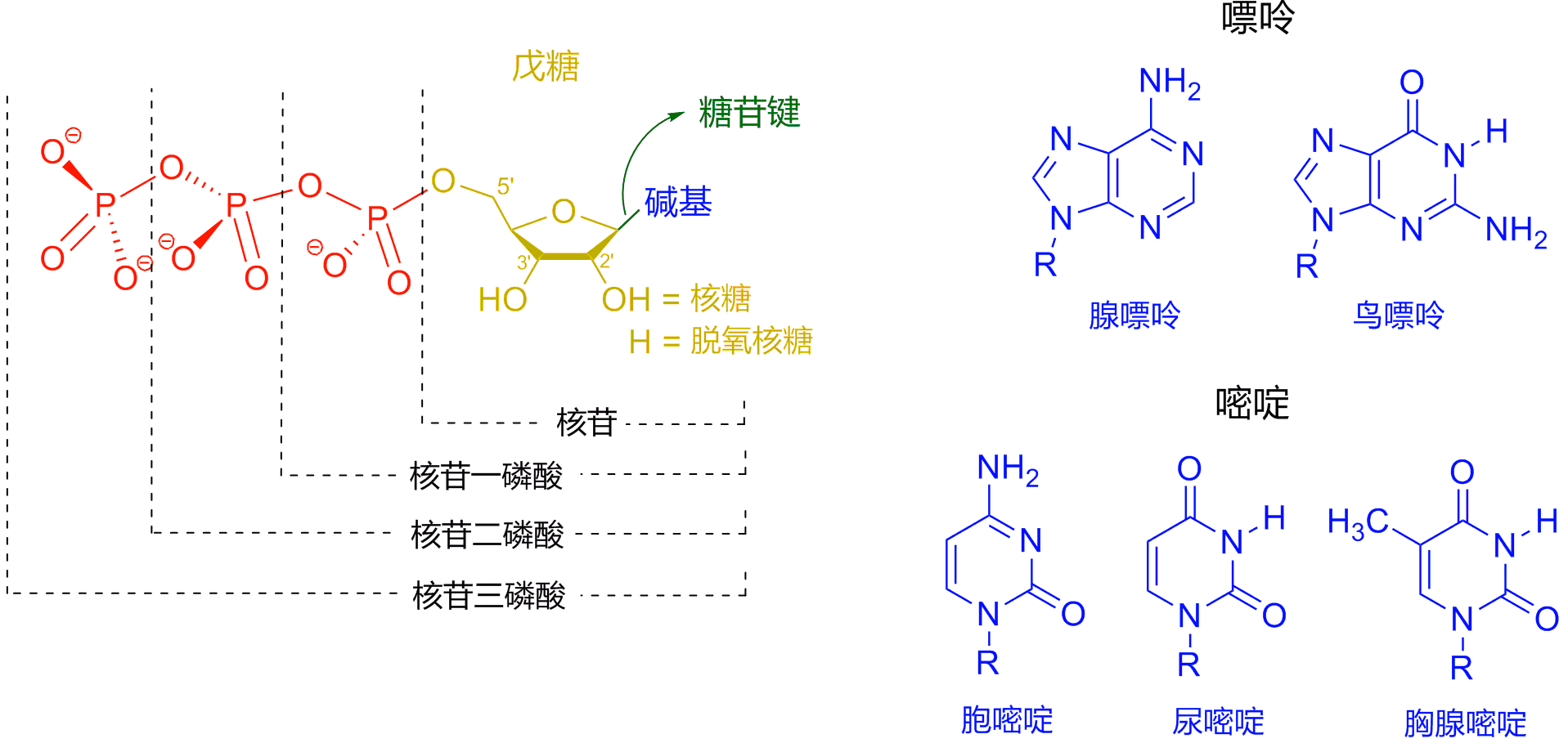 Nucleotides_zh