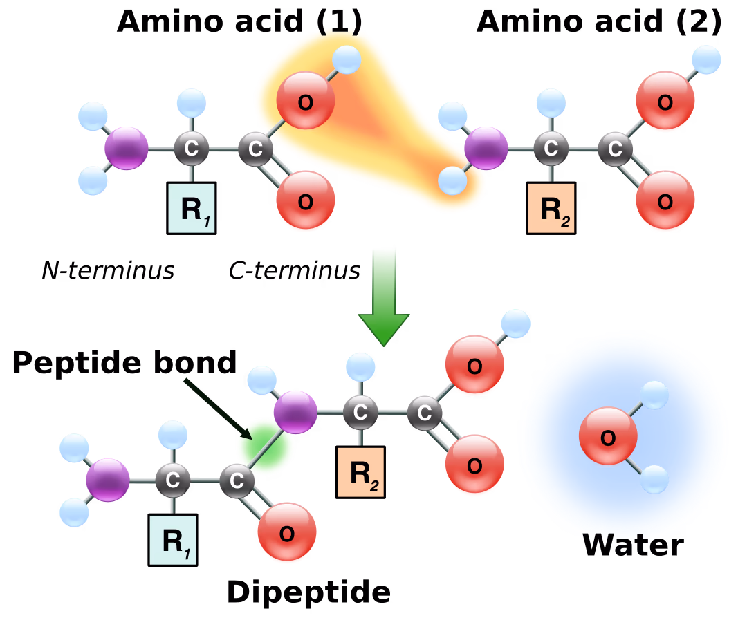 Peptidformationball-8dec250