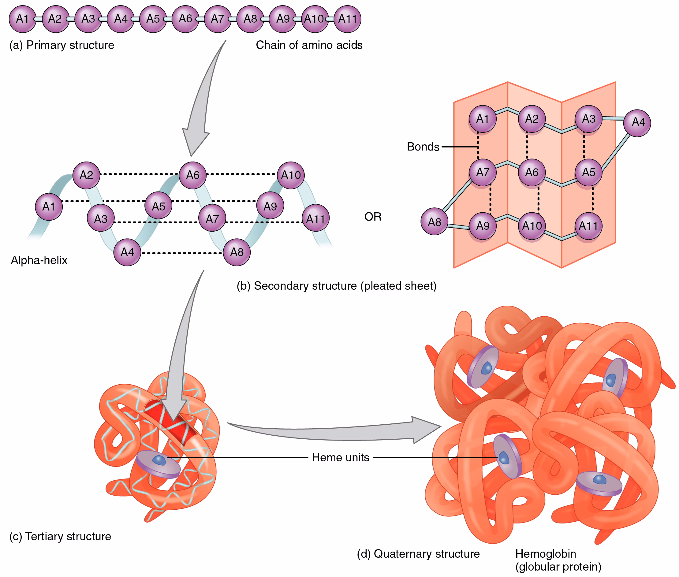 225_Peptide_Bond-01