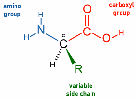 Amino_acid_generic_structure
